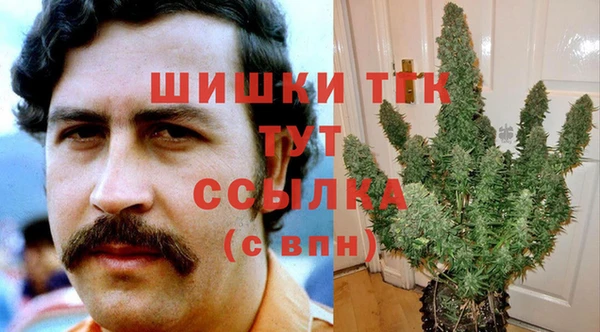 индика Ельня